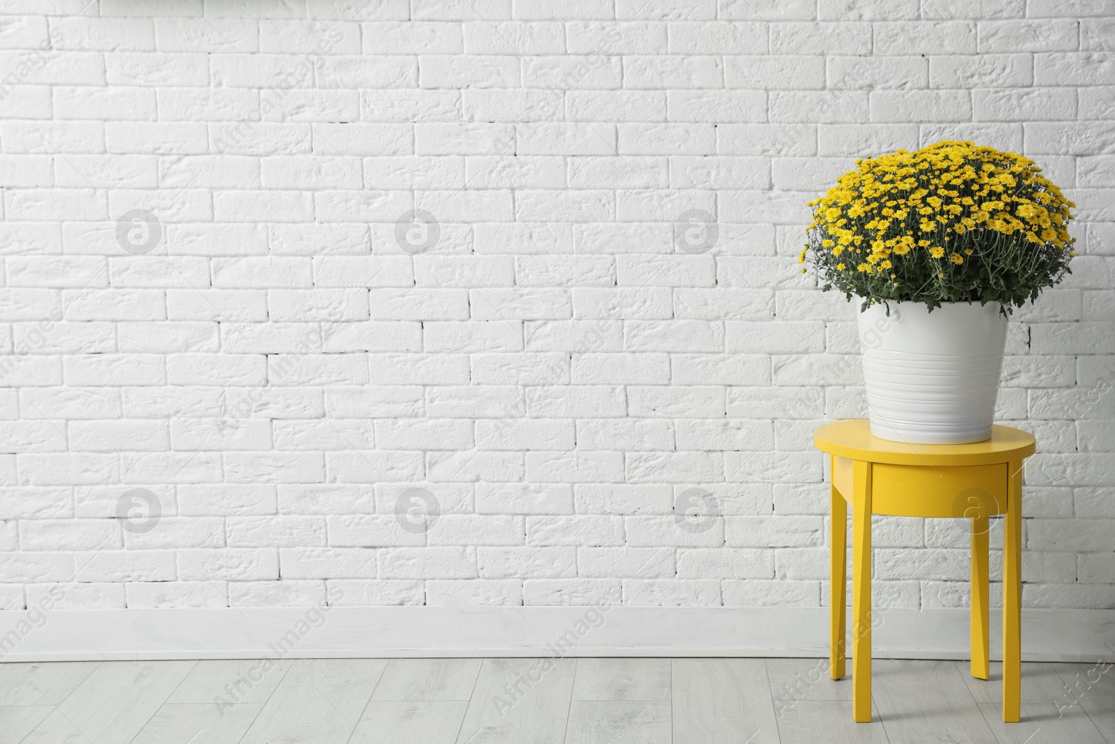 Photo of Pot with beautiful chrysanthemum flowers on table against white brick wall. Space for text