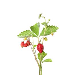 Stems of wild strawberry with berries and green leaves isolated on white