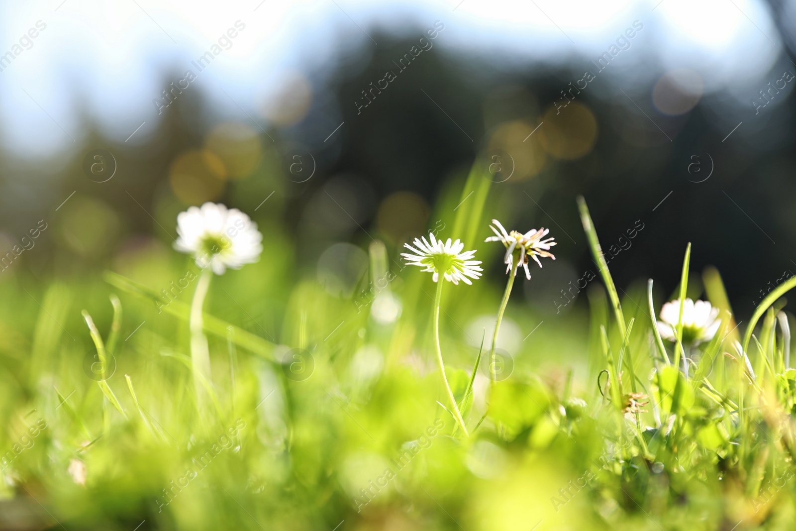 Photo of Beautiful flowers growing on green meadow in summer