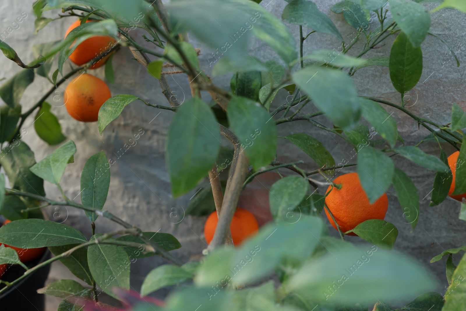 Photo of Fresh oranges growing on tree in greenhouse