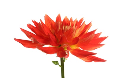 Photo of Beautiful red dahlia flower on white background