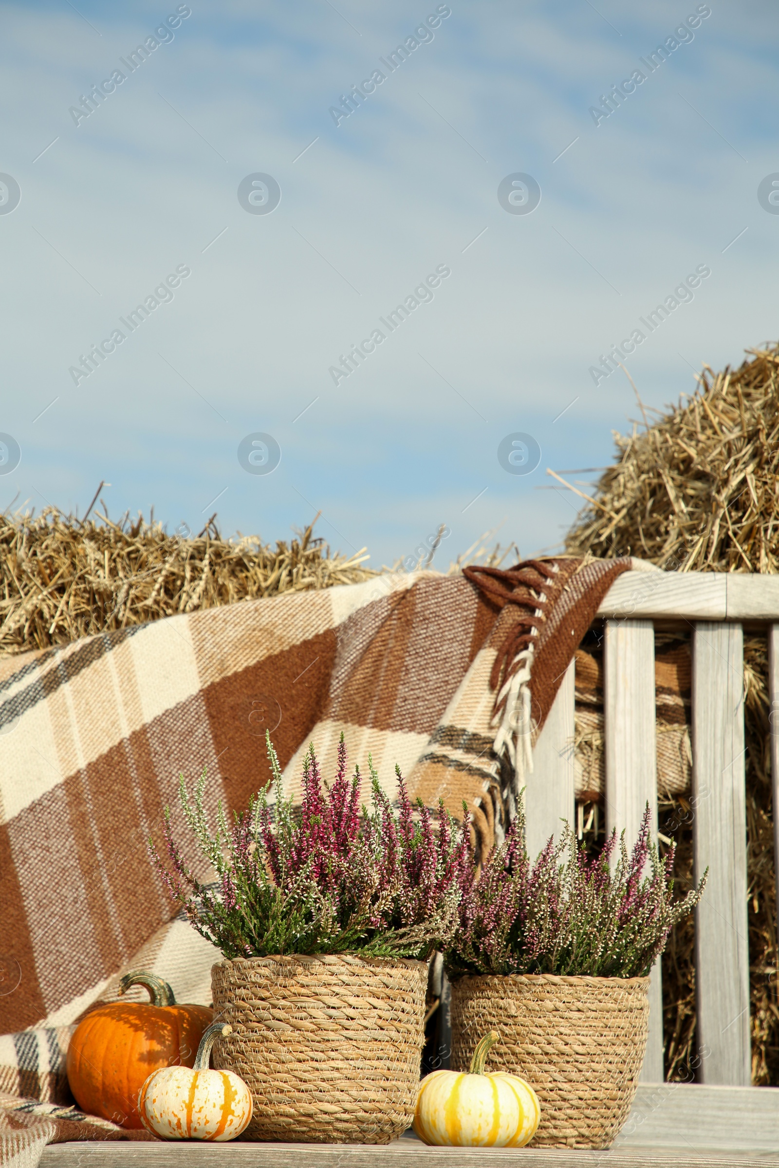 Photo of Beautiful composition with heather flowers in pots and pumpkins on wooden bench outdoors