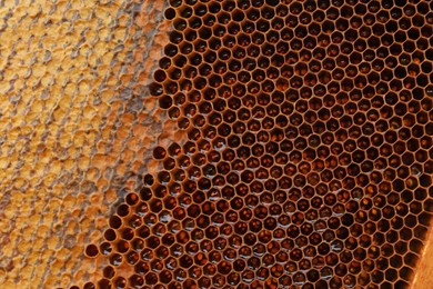 Photo of Closeup view of hive frame with honey as background