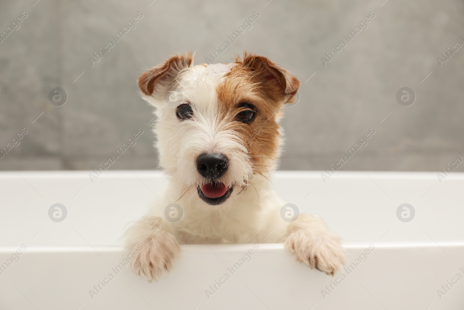 Photo of Portrait of cute dog with shampoo foam on head in bath tub indoors