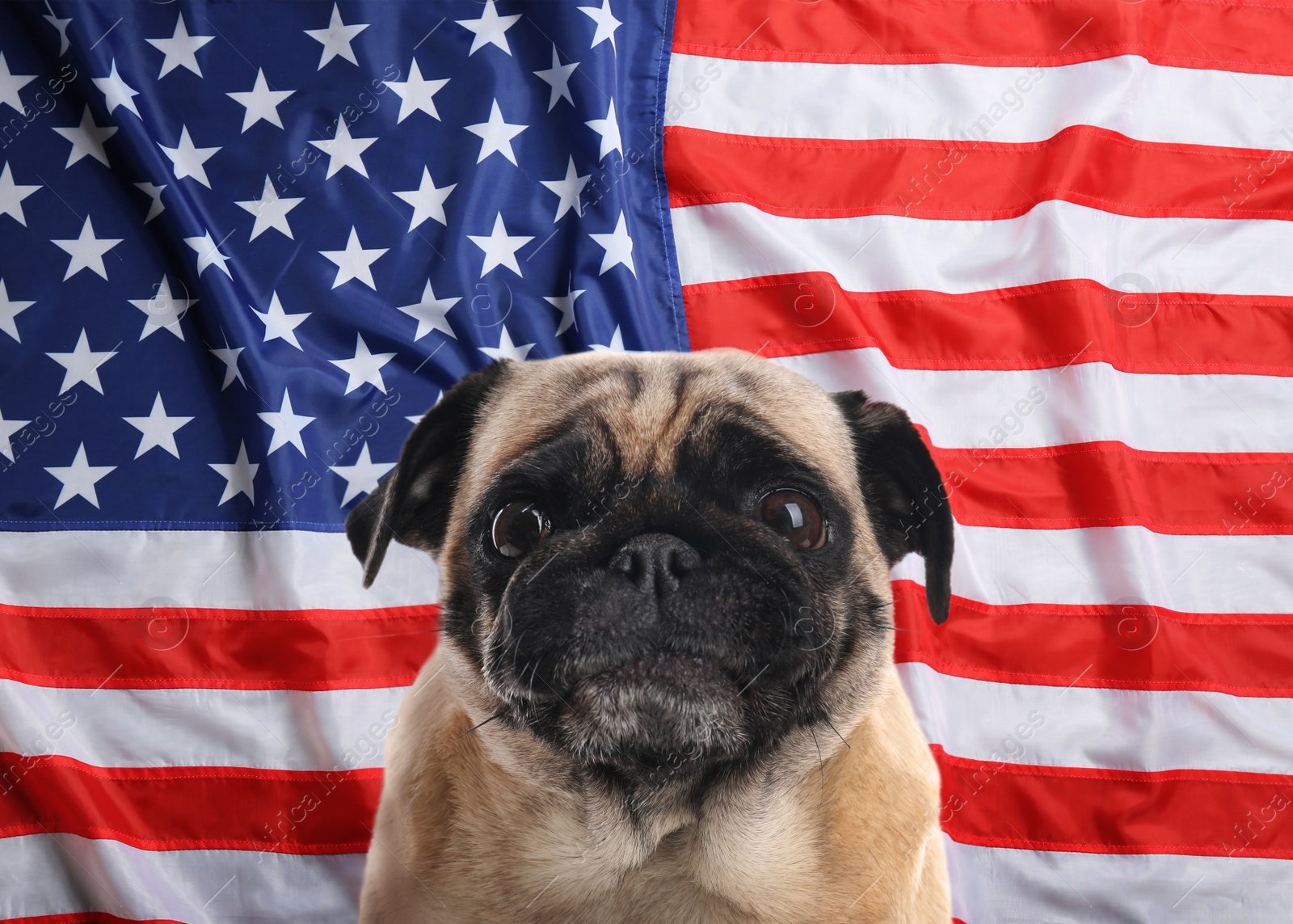 Image of Cute dog against national flag of United States of America