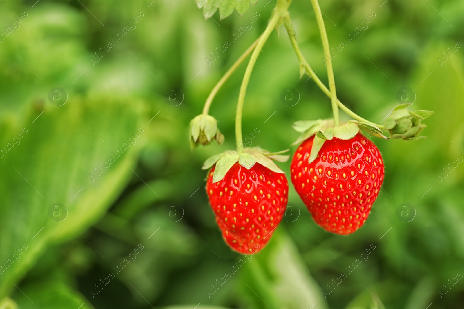 Photo of Strawberry plant with ripening berries on blurred background