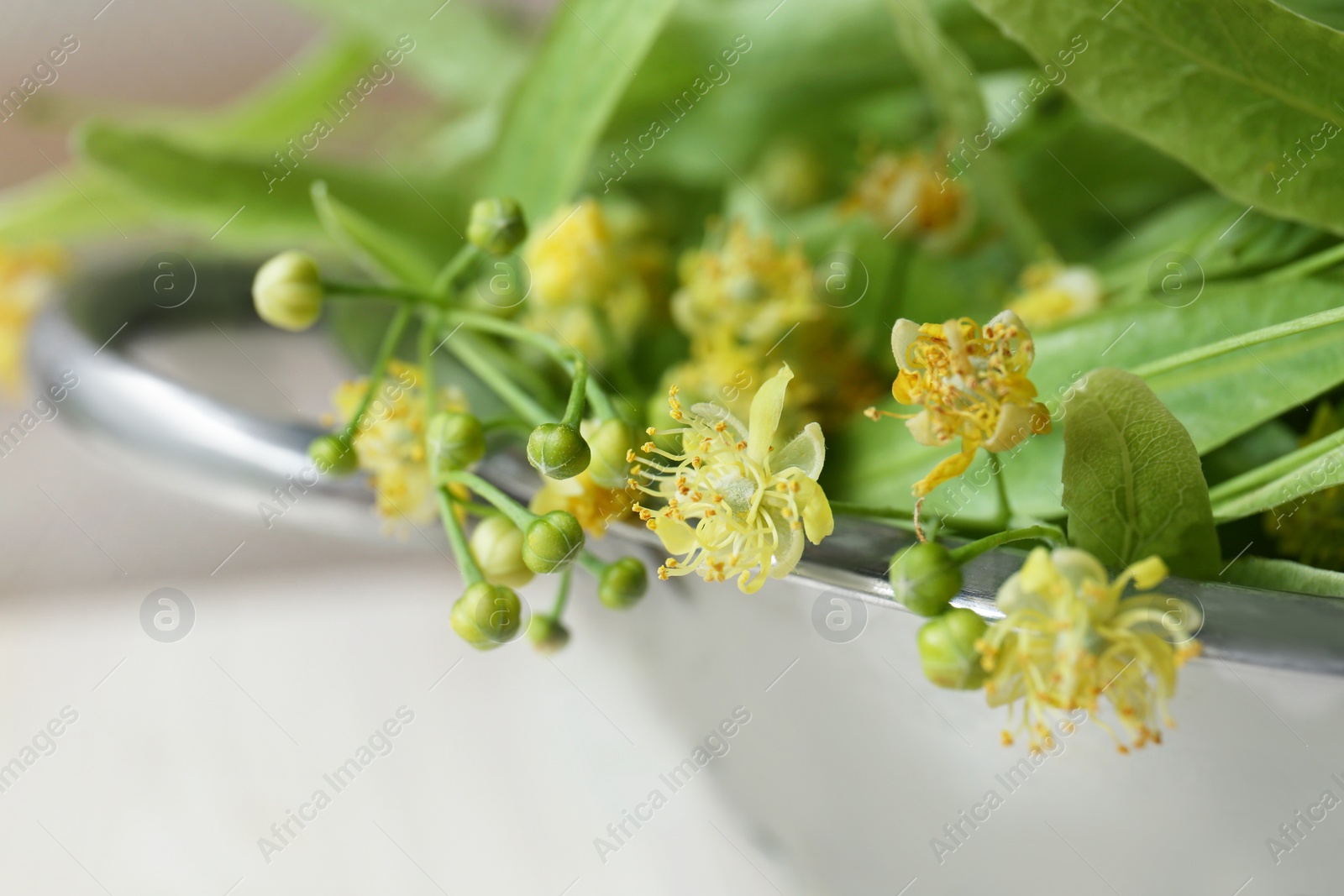 Photo of Beautiful linden blossoms and green leaves in metal colander, closeup