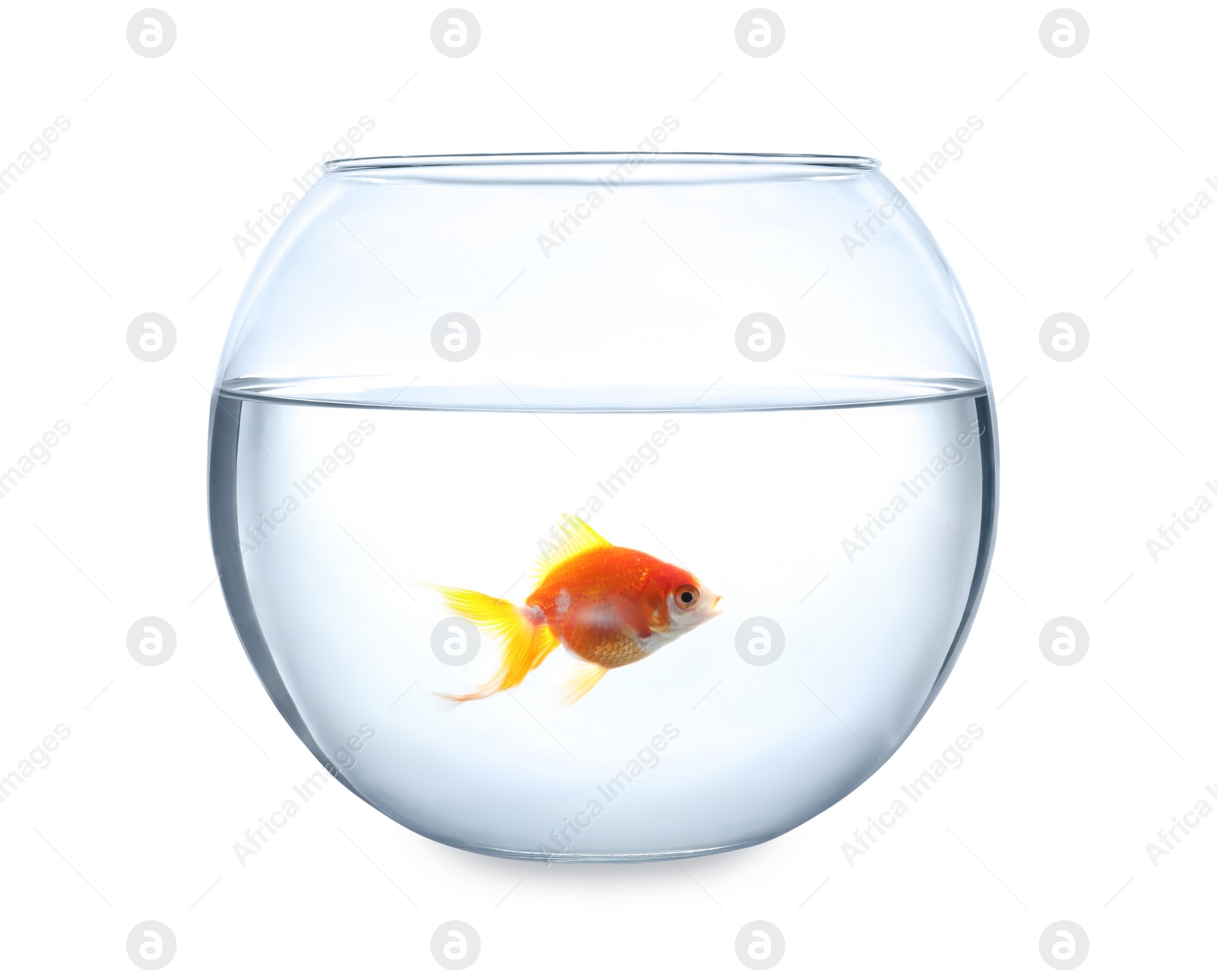 Photo of Beautiful bright small goldfish in round glass aquarium isolated on white