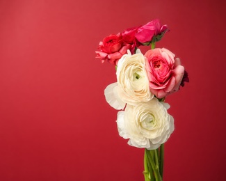 Photo of Beautiful ranunculus flowers on color background