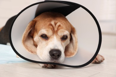 Photo of Adorable Beagle dog wearing medical plastic collar on floor indoors, closeup