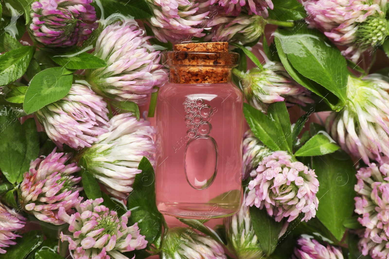 Photo of Beautiful clover flowers and bottle of essential oil in water, top view