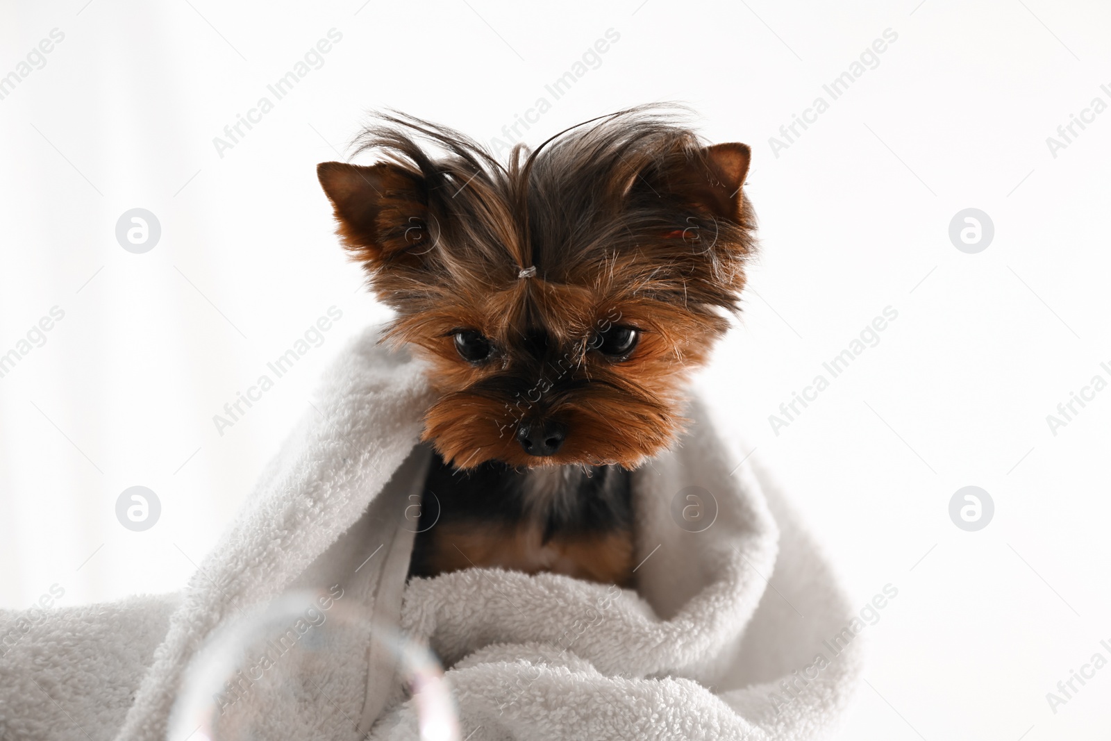 Photo of Cute Yorkshire terrier wrapped in towel on light background