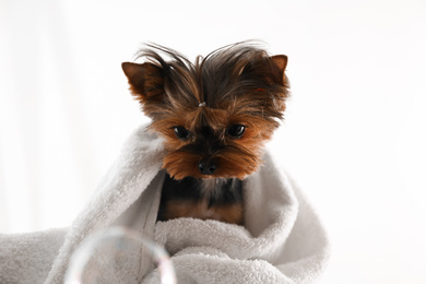 Cute Yorkshire terrier wrapped in towel on light background