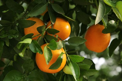 Photo of Oranges among green leaves on tree outdoors, closeup