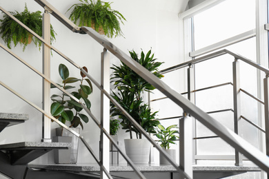 Photo of Different plants on stairs indoors. Home design idea