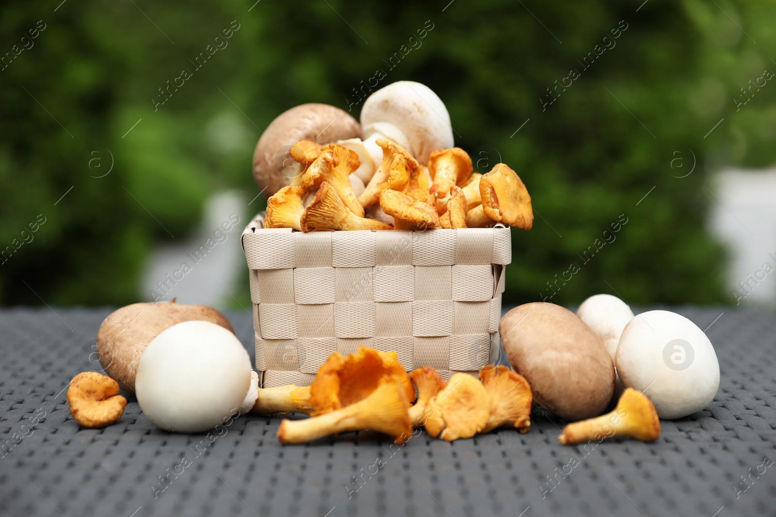 Photo of Different fresh mushrooms and basket on grey rattan table outdoors