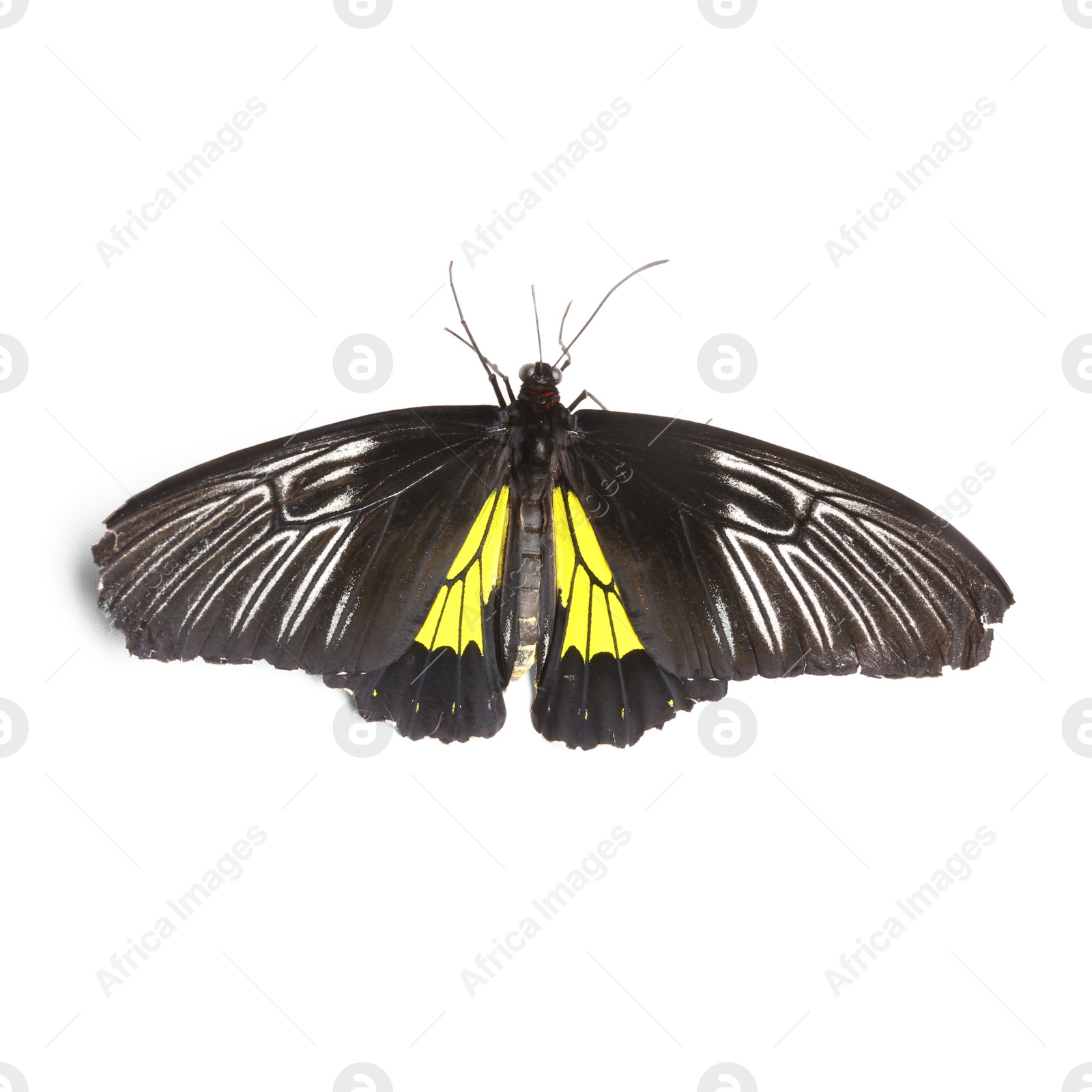 Photo of Beautiful common Birdwing butterfly on white background