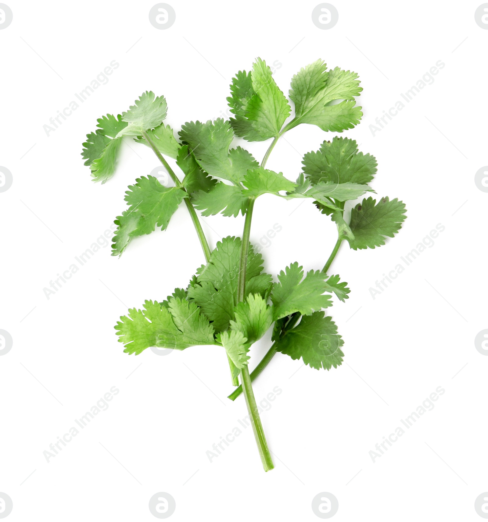 Photo of Aromatic fresh green cilantro isolated on white, top view