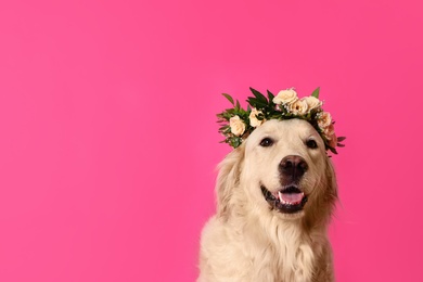 Photo of Adorable golden Retriever wearing wreath made of beautiful flowers on pink background, space for text