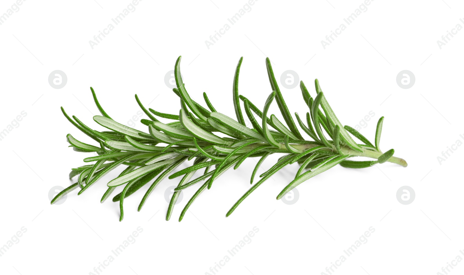 Photo of Sprig of fresh rosemary isolated on white