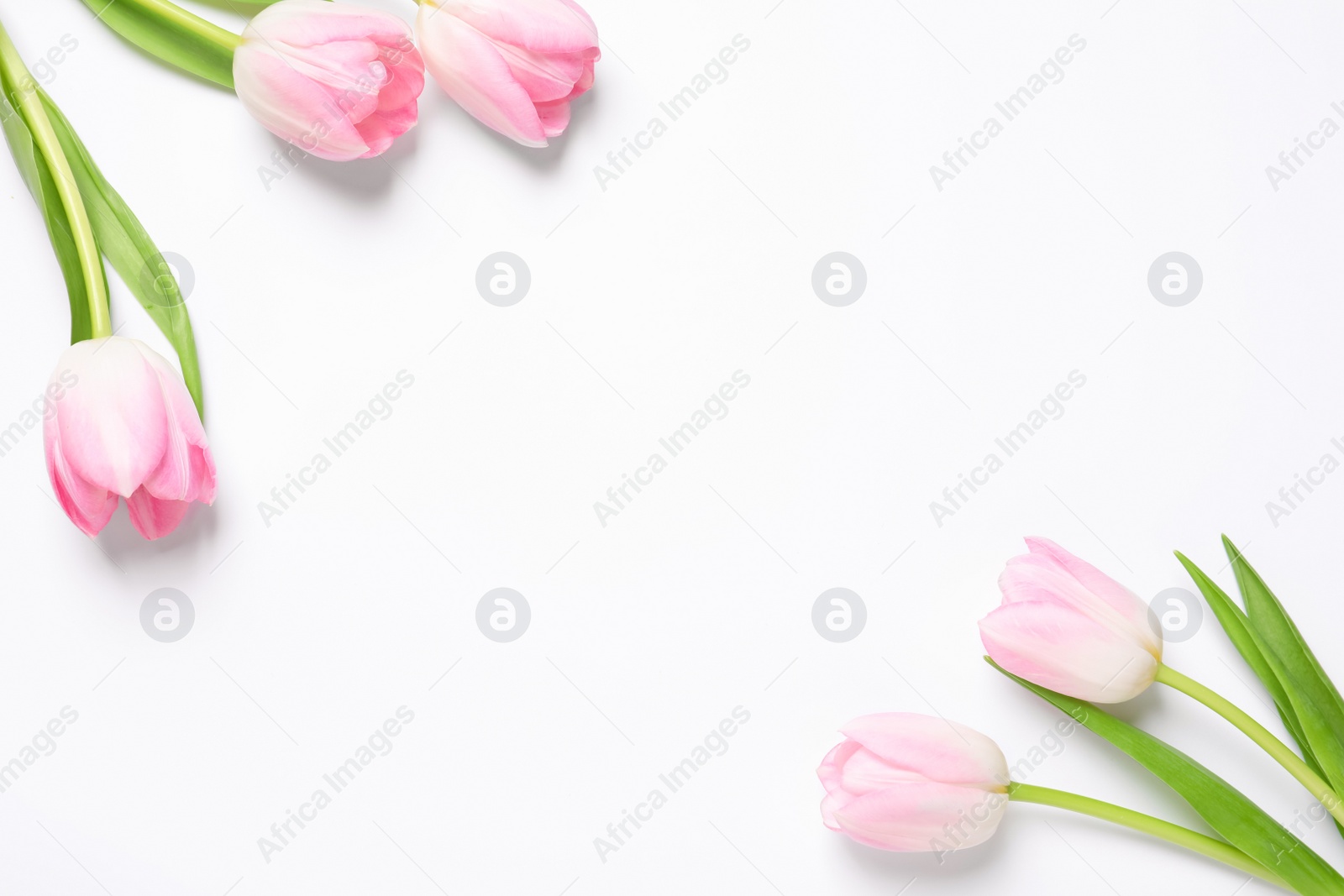 Photo of Beautiful pink spring tulips on white background, top view. Space for text