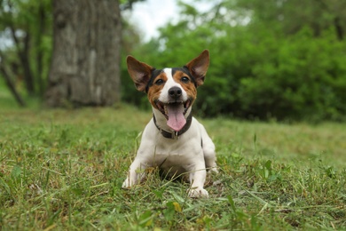 Adorable Jack Russell Terrier dog playing in park