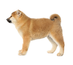 Photo of Cute Akita Inu puppy on white background. Baby animal