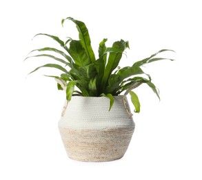 Photo of Beautiful asplenium plant in pot on white background. House decor