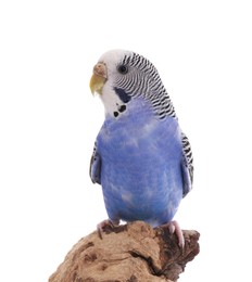 Photo of Beautiful parrot perched on wood against white background. Exotic pet