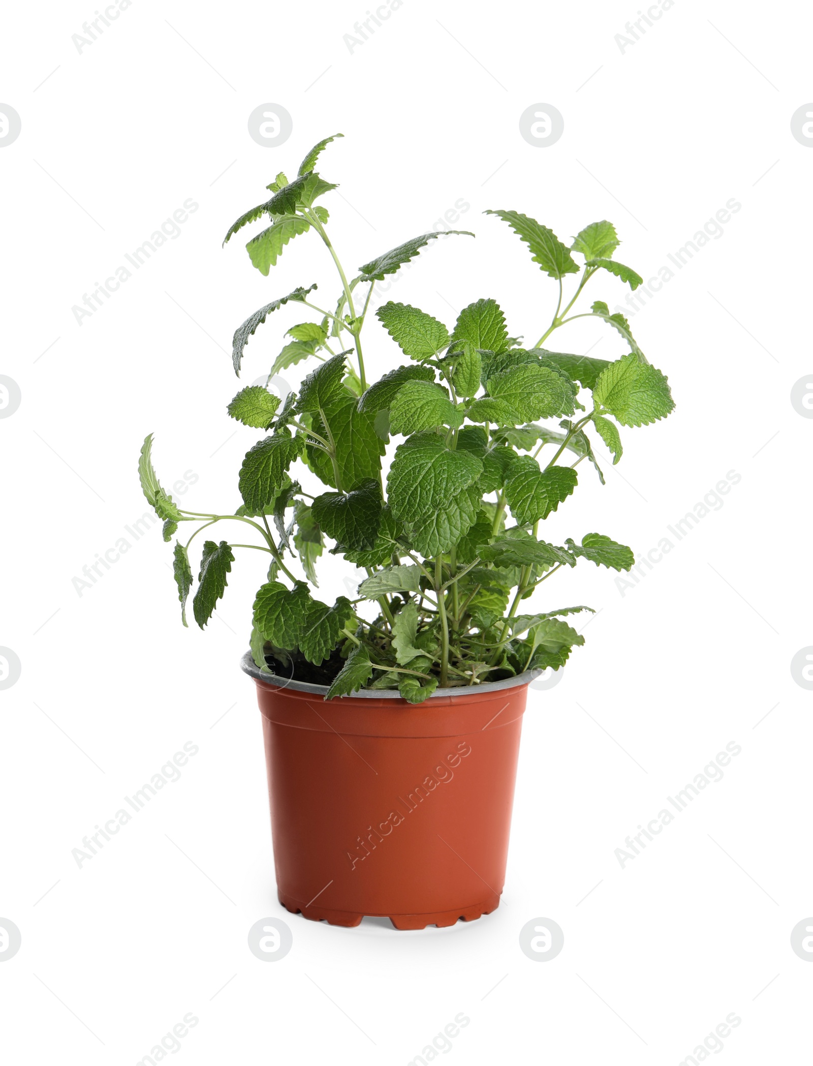 Photo of Aromatic green potted lemon balm plant isolated on white