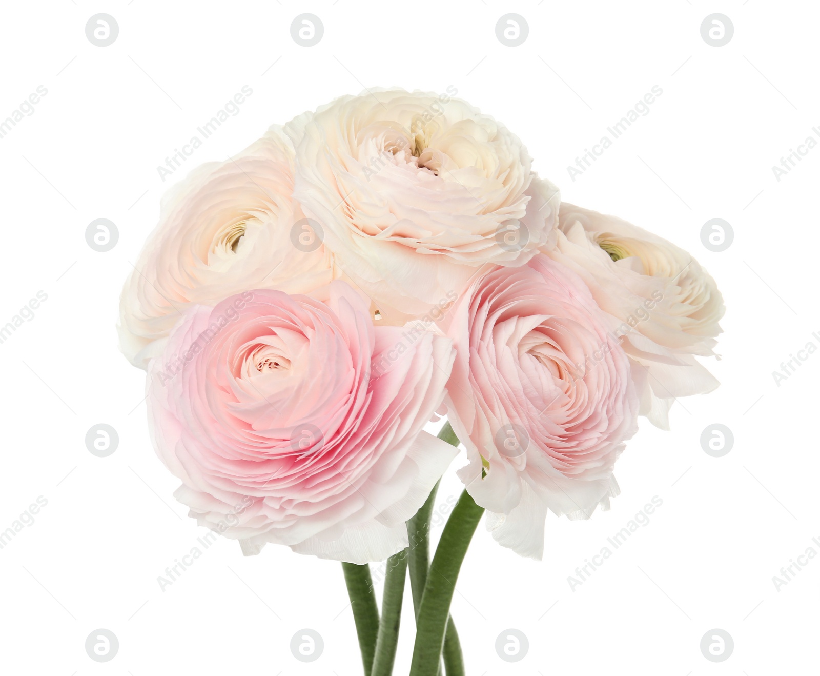 Photo of Beautiful spring ranunculus flowers isolated on white