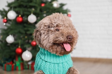 Cute Toy Poodle dog in knitted sweater and Christmas tree indoors, closeup