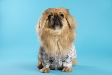 Cute Pekingese dog in pet clothes on light blue background