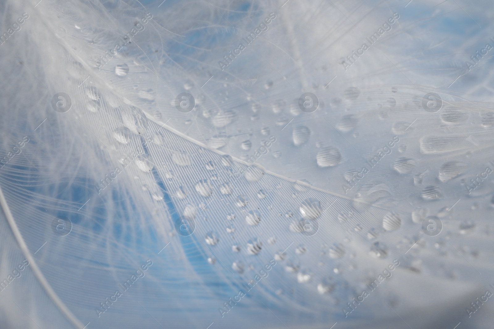 Photo of Many fluffy white feathers with water drops as background, closeup