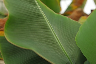 Closeup view of green tropical leaves. Home gardening