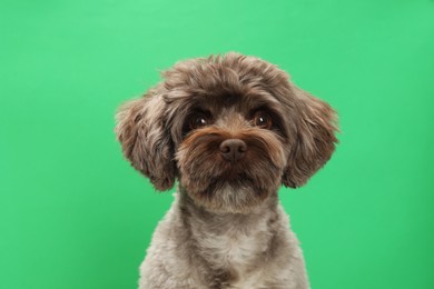 Cute Maltipoo dog on green background. Lovely pet