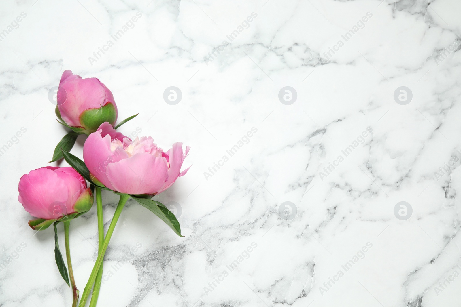 Photo of Beautiful peonies on white marble background, flat lay. Space for text