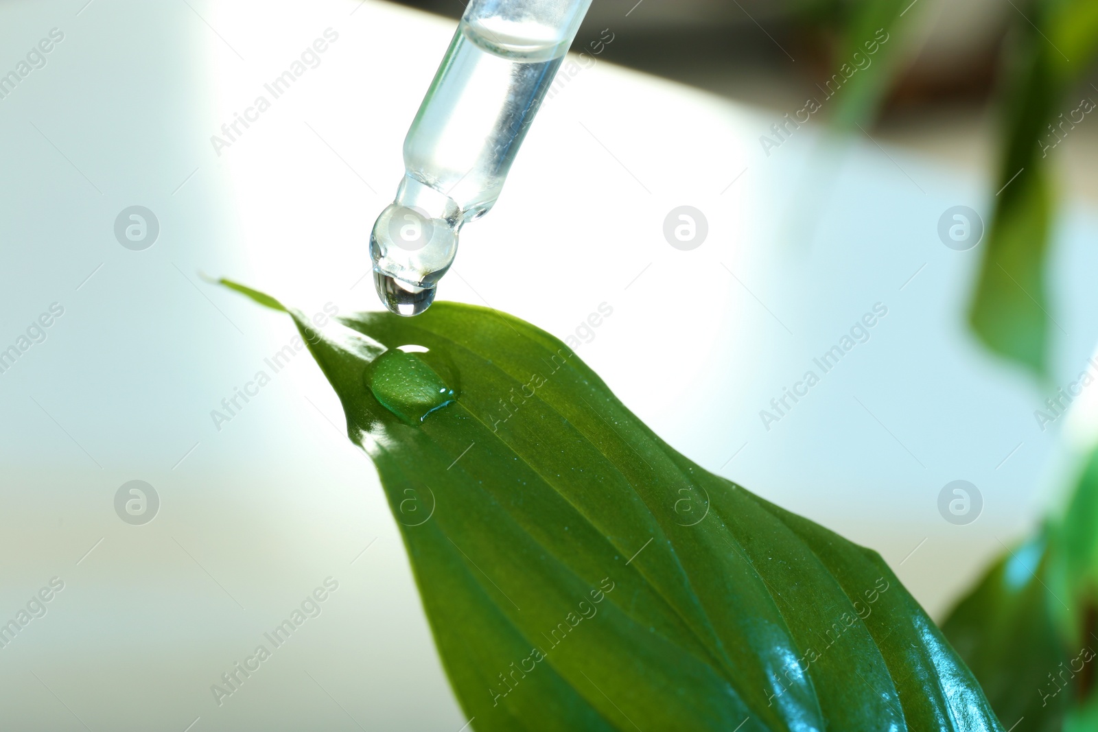 Photo of Clear liquid dropping from pipette on leaf against blurred background, closeup. Plant chemistry