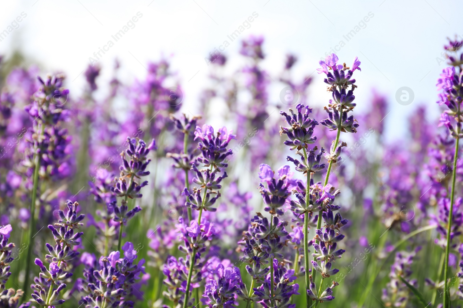 Photo of Beautiful blooming lavender field on summer day, closeup