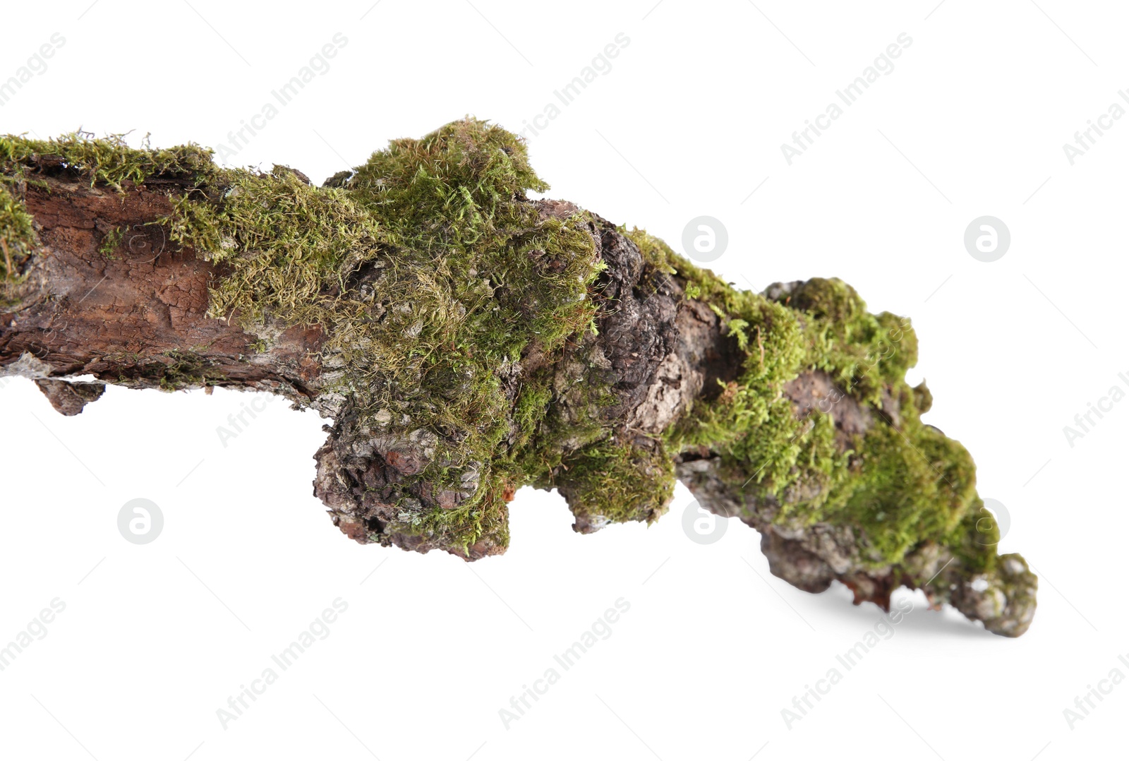 Photo of Dry tree branch with moss isolated on white