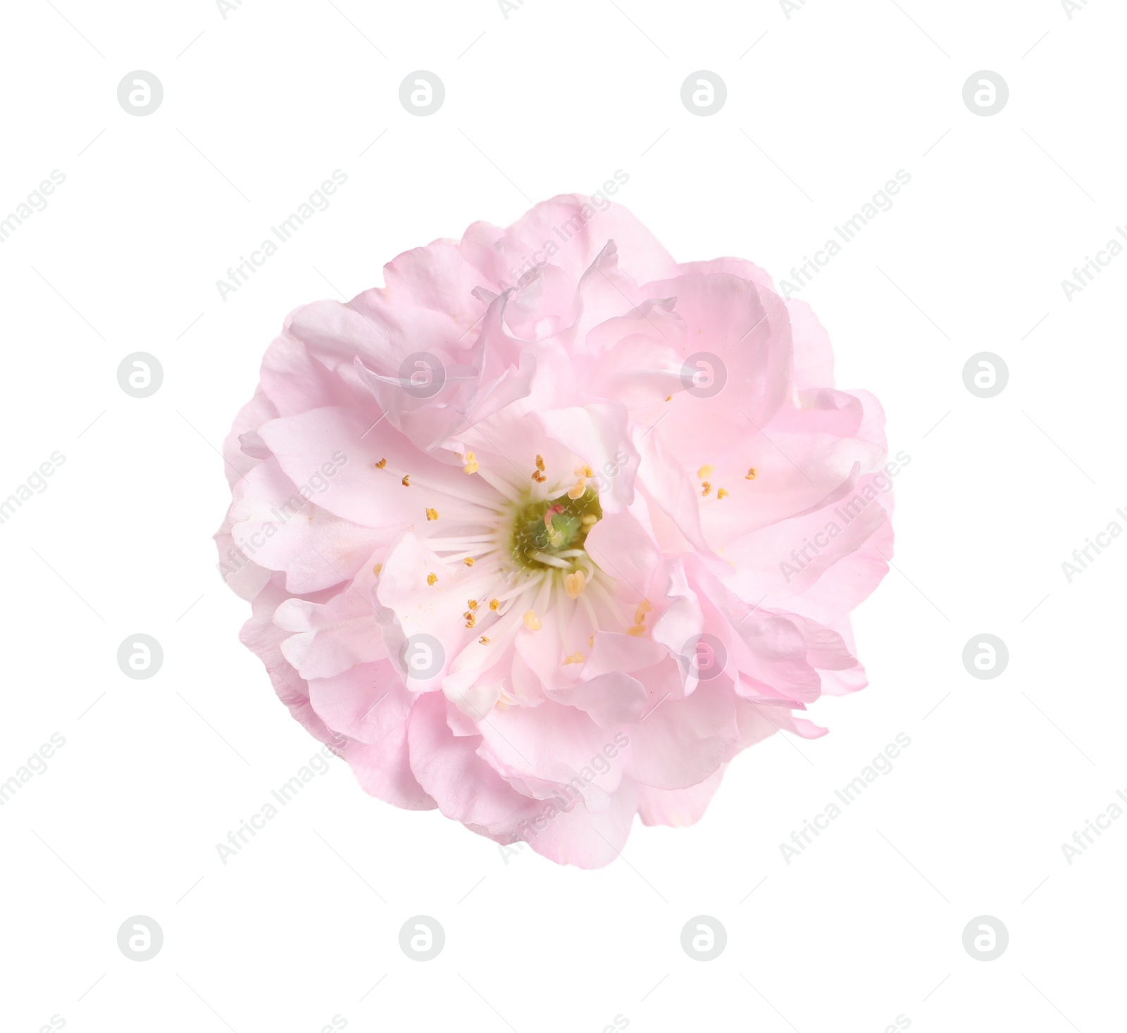 Photo of Beautiful sakura tree flower isolated on white