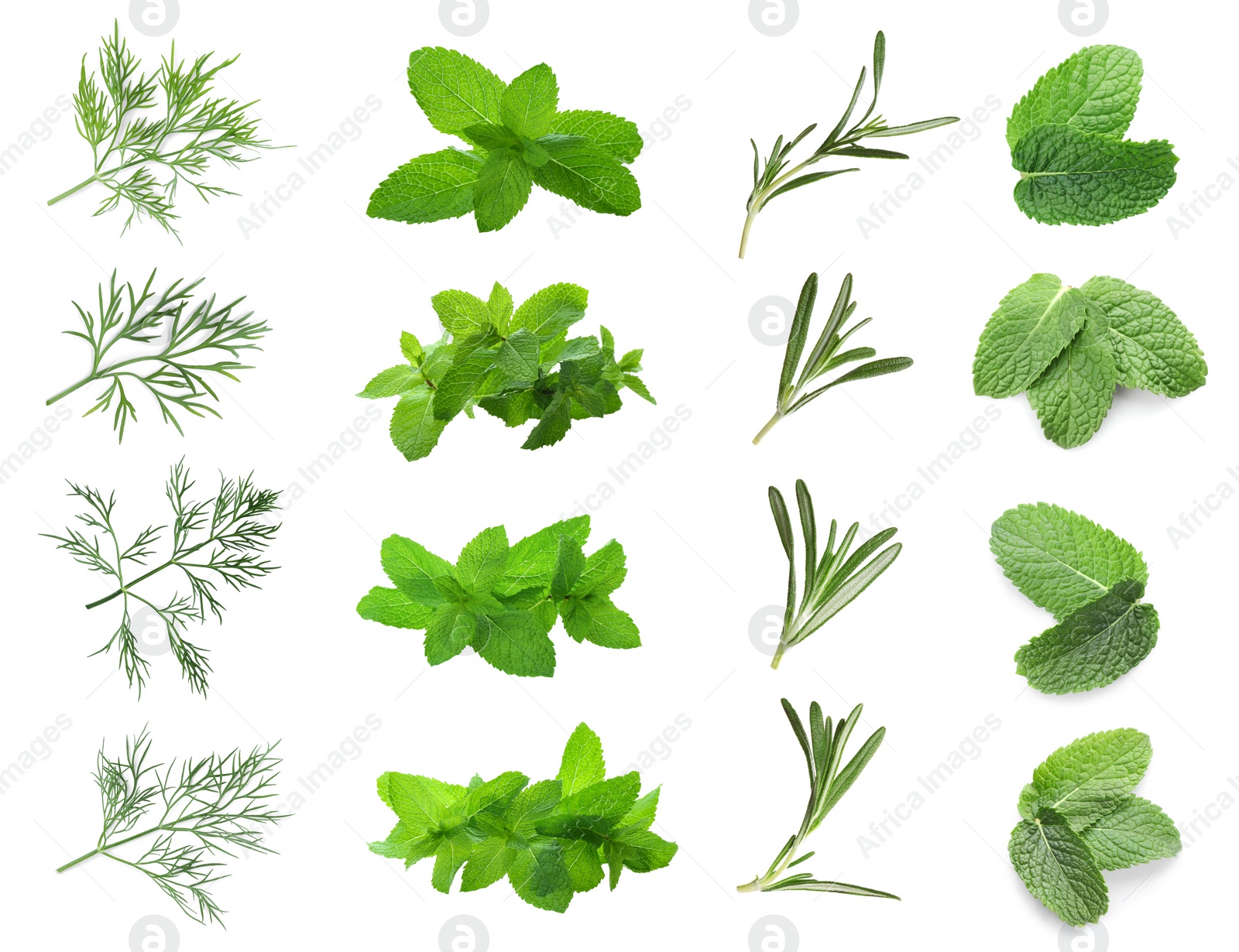 Image of Set with different herbs on white background