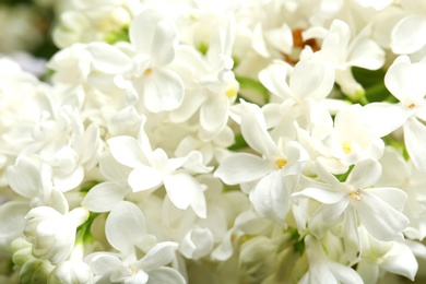 Beautiful blossoming lilac as background, closeup. Spring flowers