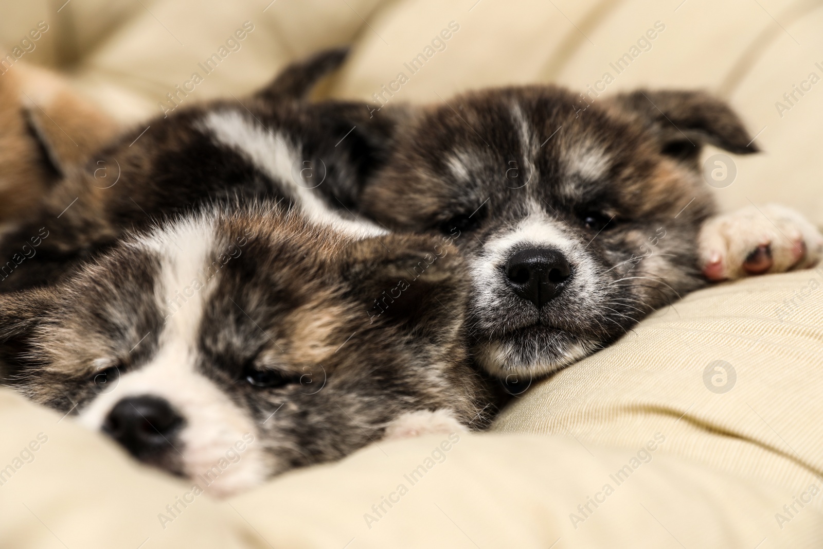 Photo of Akita inu puppies on pet pillow. Cute dogs