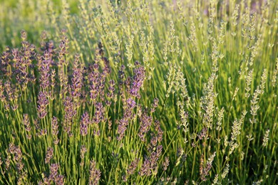 View of beautiful blooming lavender growing outdoors