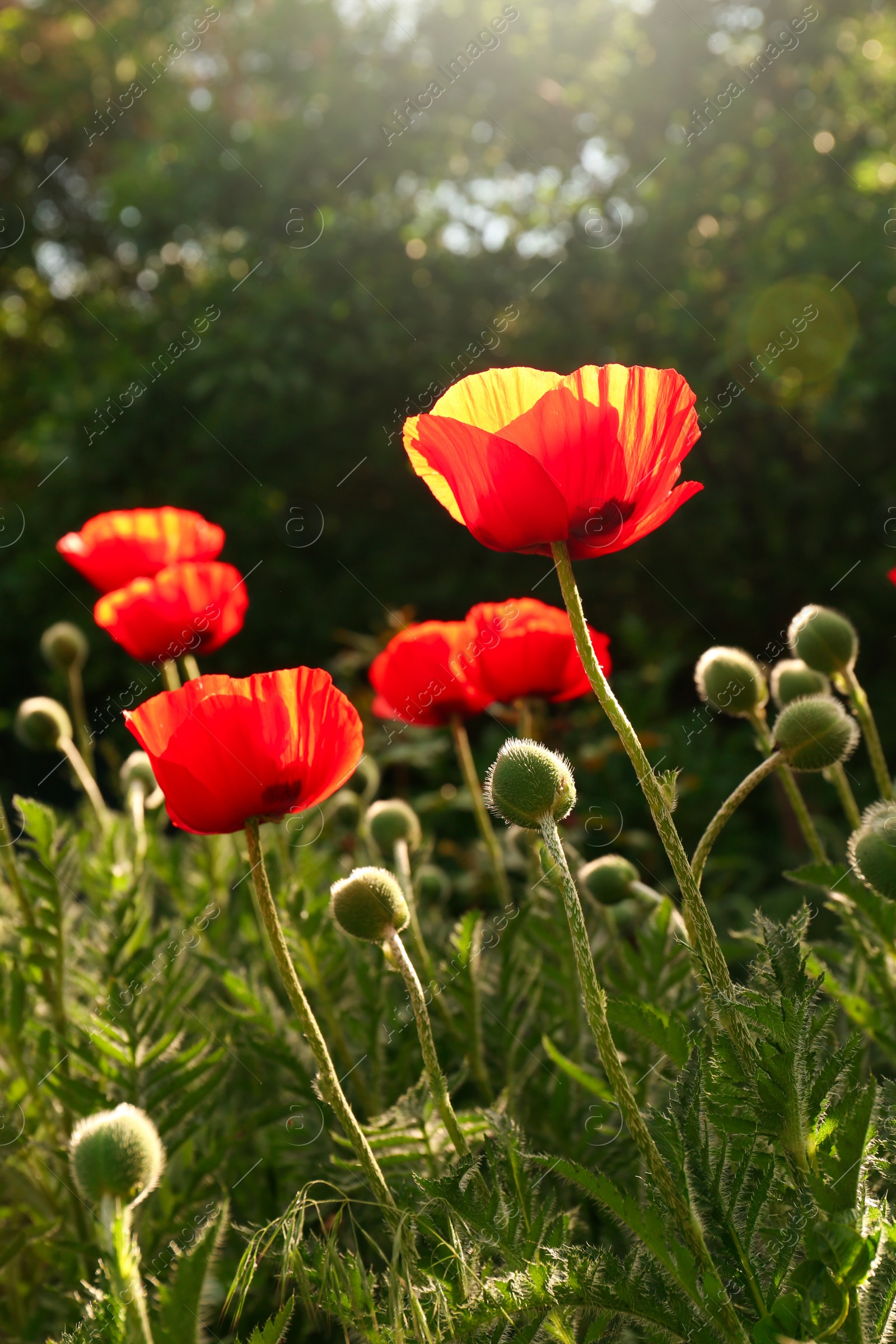 Photo of Beautiful red poppy flowers outdoors on sunny day