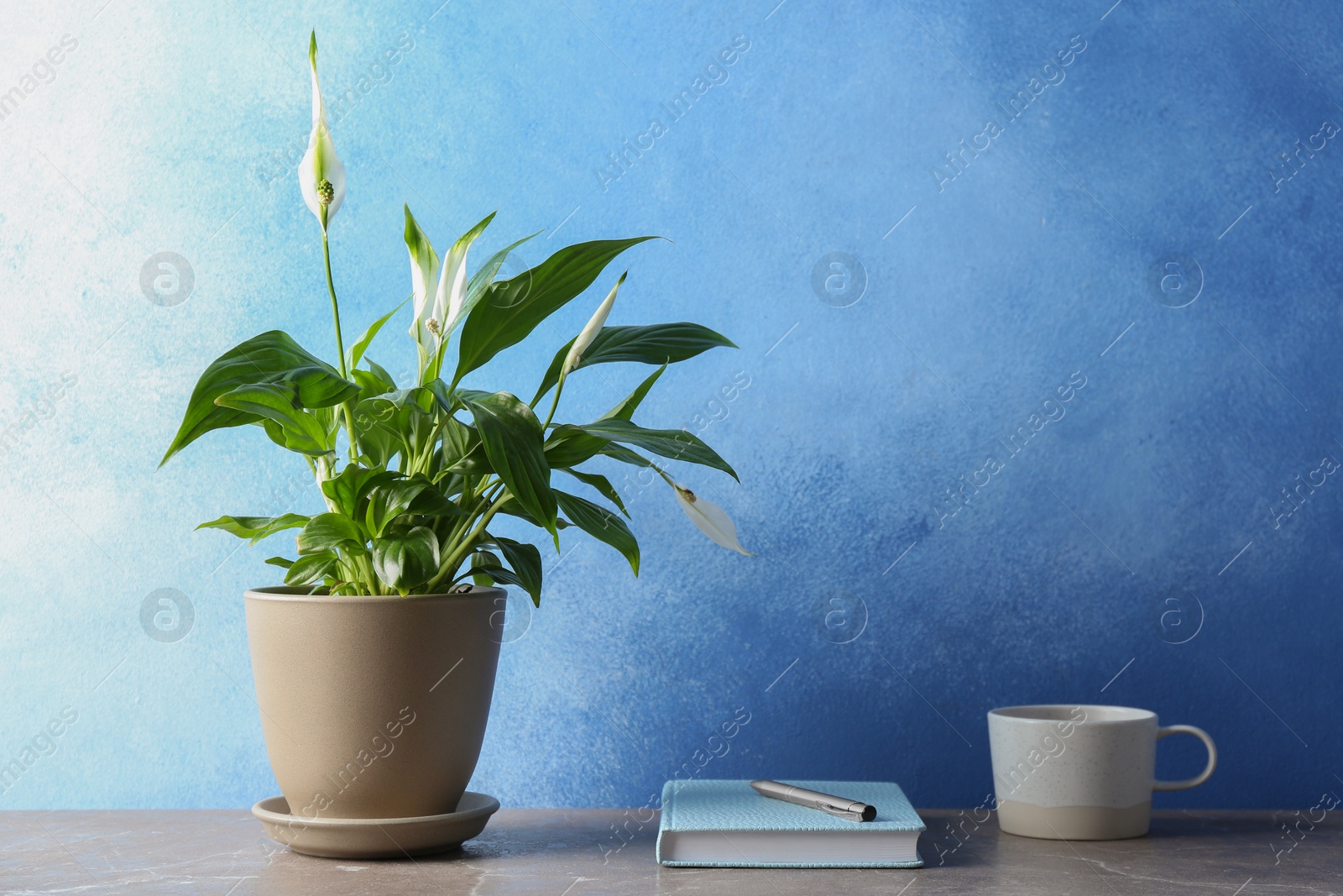 Photo of Composition with peace lily, notebook and cup on table against color wall. Space for text