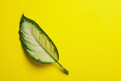 Leaf of tropical dieffenbachia plant on color background, top view with space for text