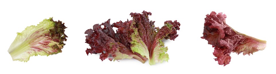 Image of Collage with oakleaf lettuce isolated on white