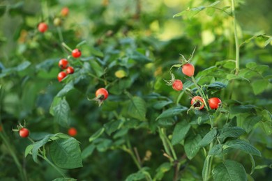 Rose hip bush with ripe red berries in garden